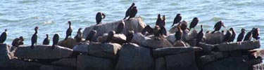 Shag Rocks